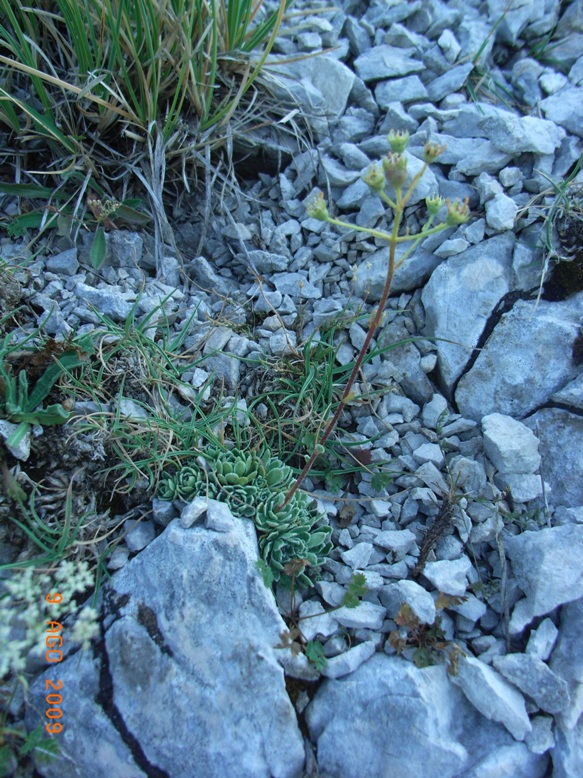 monte Miletto - Saxifraga paniculata
